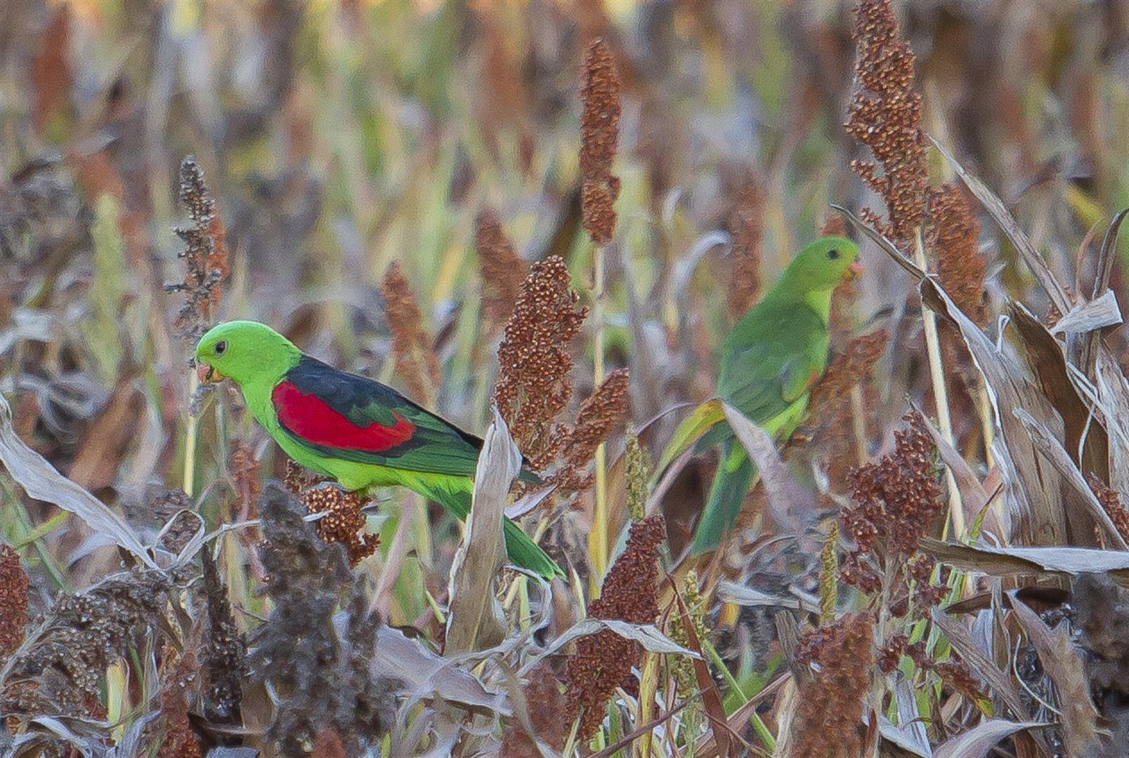 Red-winged parrots, Arcadia Valley, central Queensland.