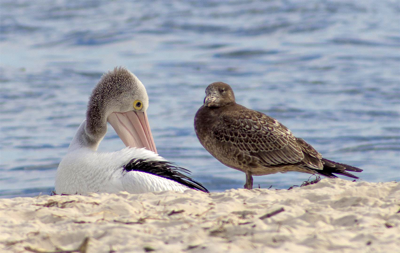 Pacific Gull, Bribie Island