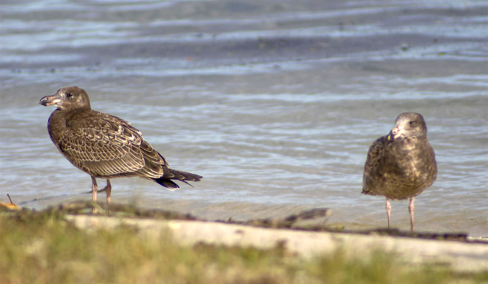 Pacific Gull, Bribie Island