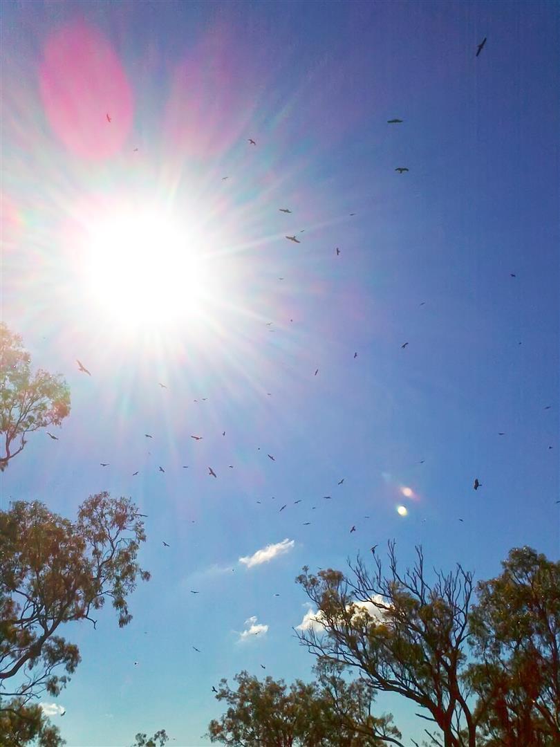 Black Kites, Toowoomba tip.