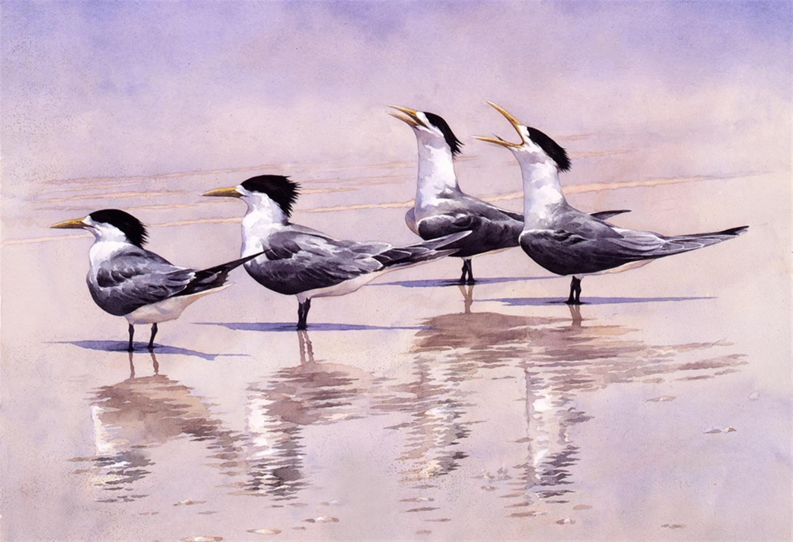 Crested Terns by Rob Mancini
