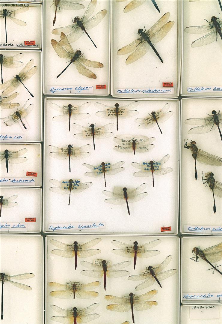 The carefully preserved dragonfly specimens of Deniss Reeves and Barry Kenway have become a part of the Queensland Museum’s collections. The Deniss Reeves and Barry Kenway Dragonfly Collection will be stored in a specially designed cabinet from the United States, purchased with funds raised by the Queensland Museum Foundation. The collection will be catalogued in the Museum’s database and will be accessible to the scientific community and the general public the world over..