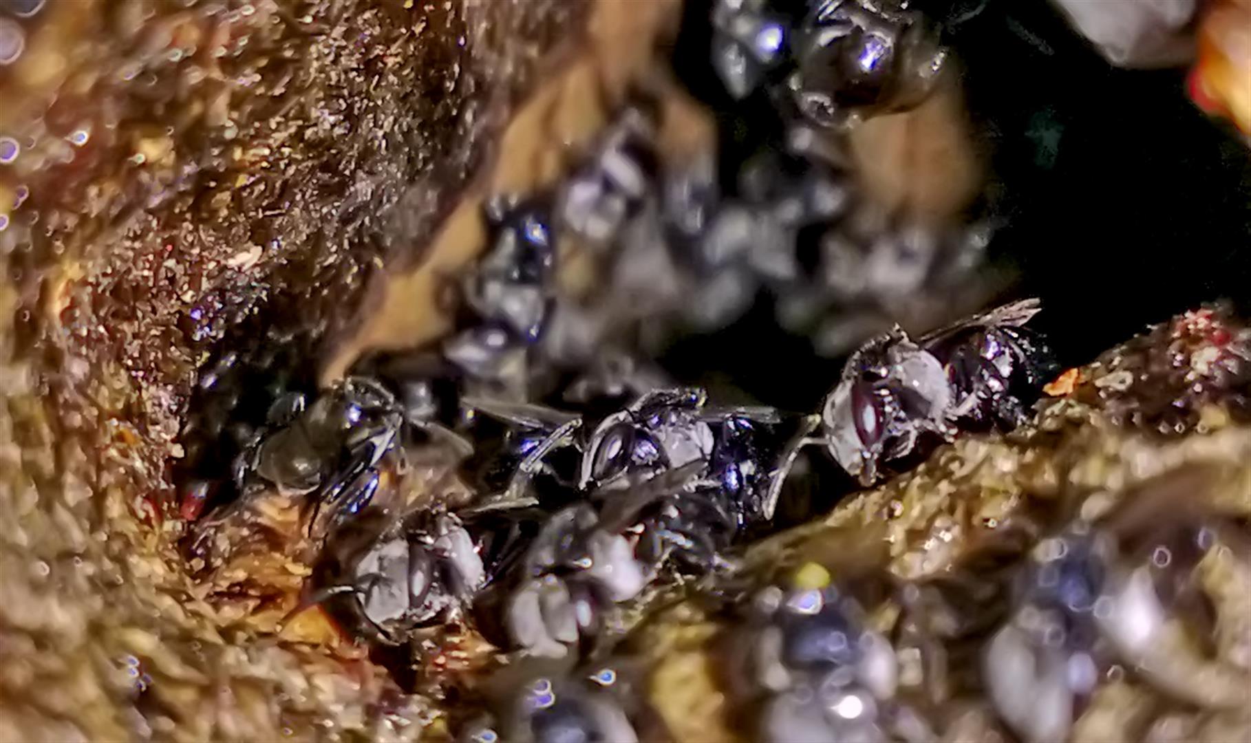 Native stingless bees, pine tree, Queens Park, Tooowoomba.