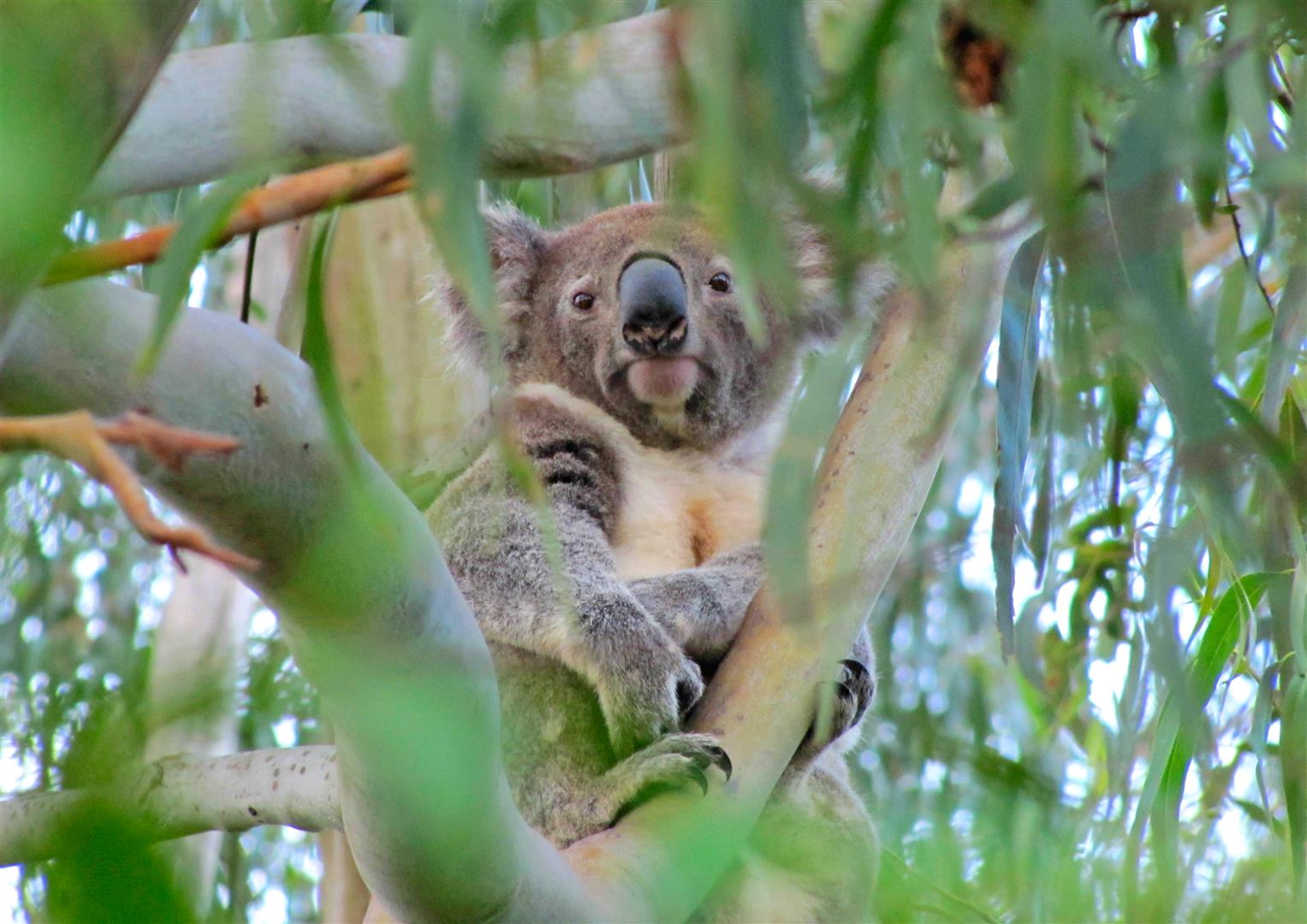 Koala, Copyright Raelene Neilson.