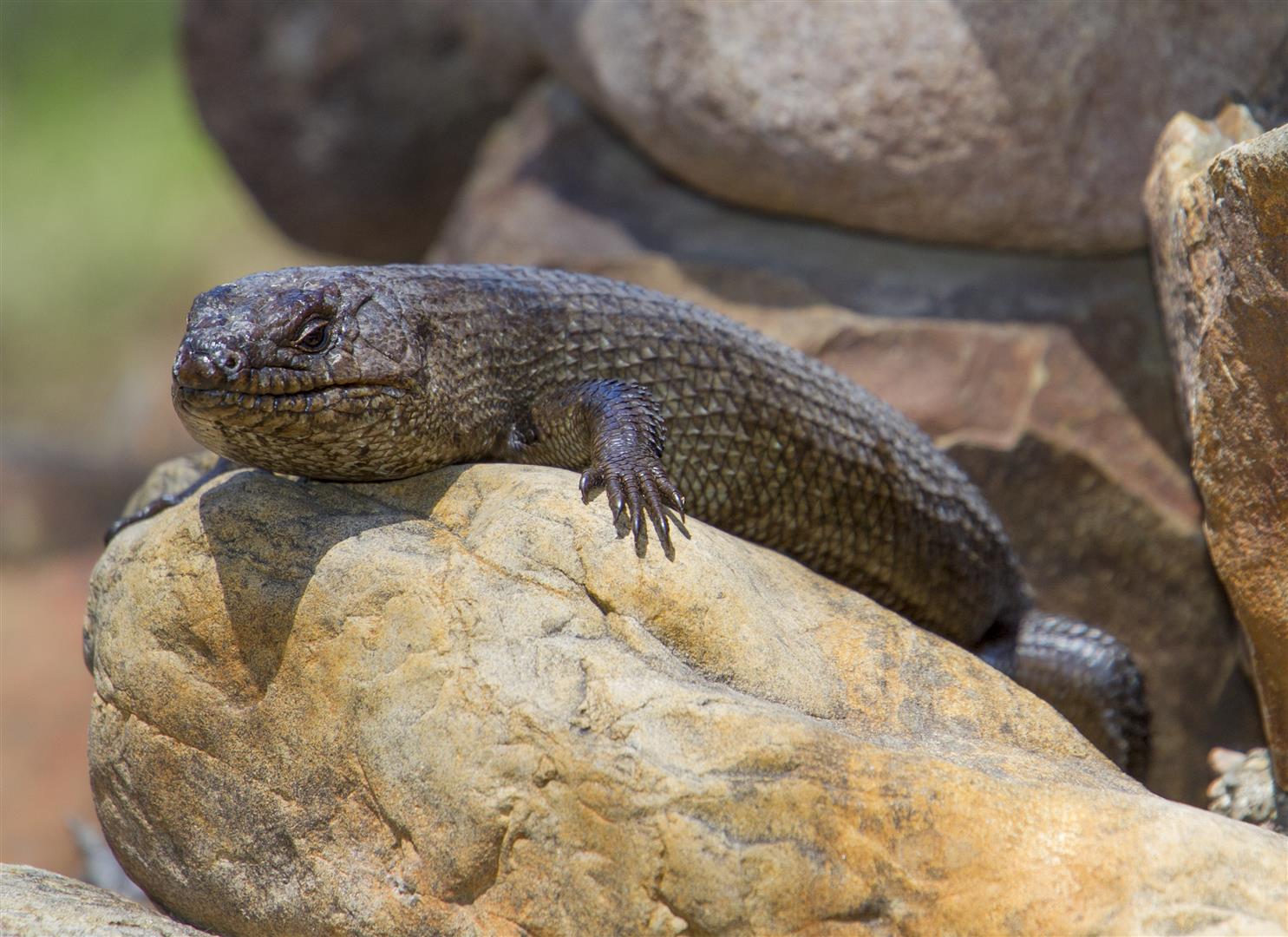 Cunningham's Skink (<i>Egernia cunninghami</i>), Sundown National Park. There are 11 species of Egernia in Queensland, with some being among the largest skinks in the world. They are out usually during the day (diurnal), and bask in semi-concealed sites near the shelter of rocks or hollow logs. They bear live young . Photograph Robert Ashdown.