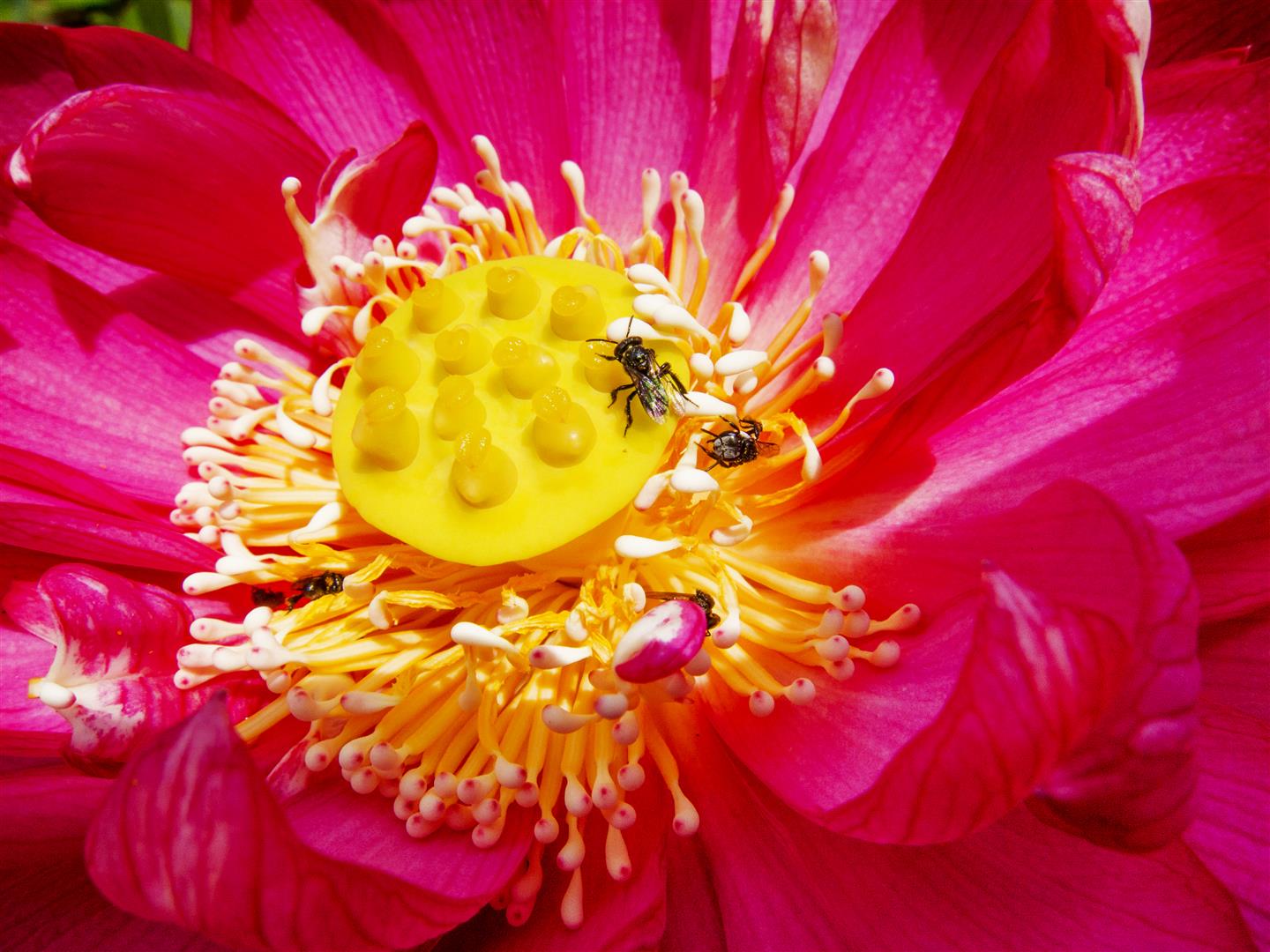 Native Stingless Bees on water-lily, Brisbane Botanical Gardens.