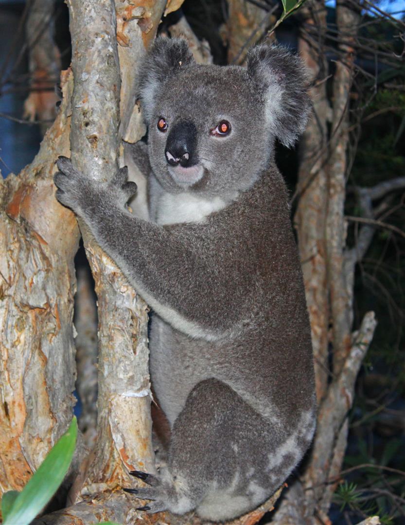 Koala, copyright Des O'Neill.