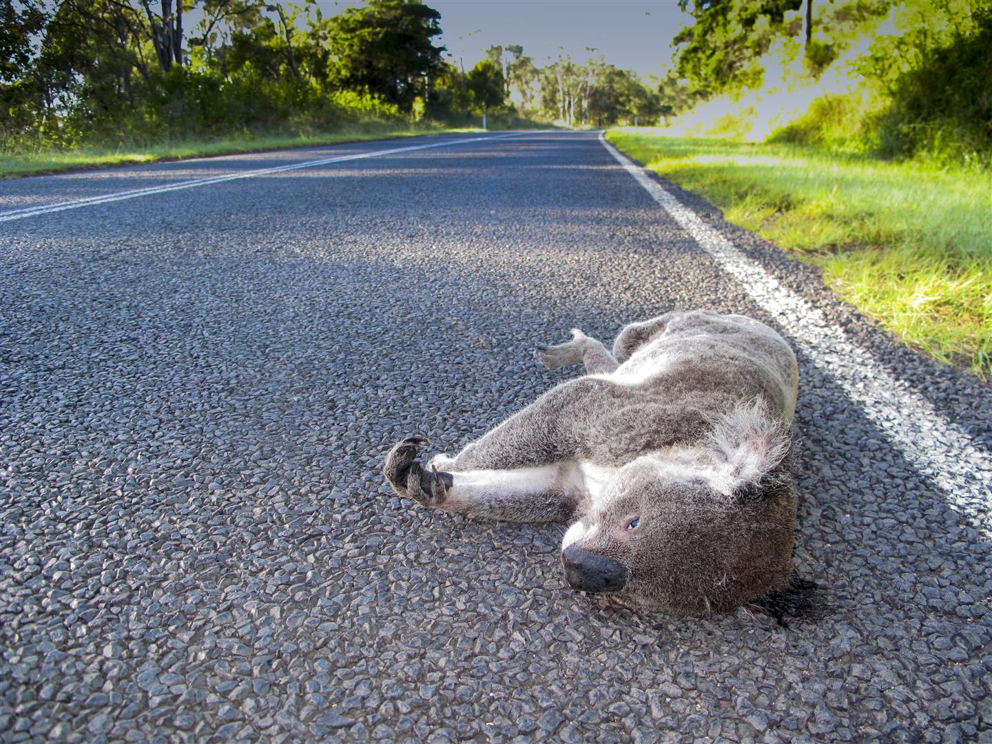 Koala (Phascolarctos cinereus), dead on road, Crows Nest, Queensland. Photo by Robert Ashdown.
