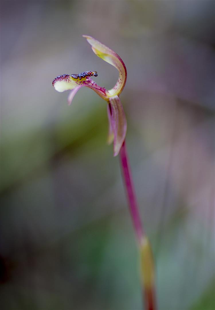 Small Ant Orchid Myrmechila (Chiloglottis) truncata, Crows Nest National Park.