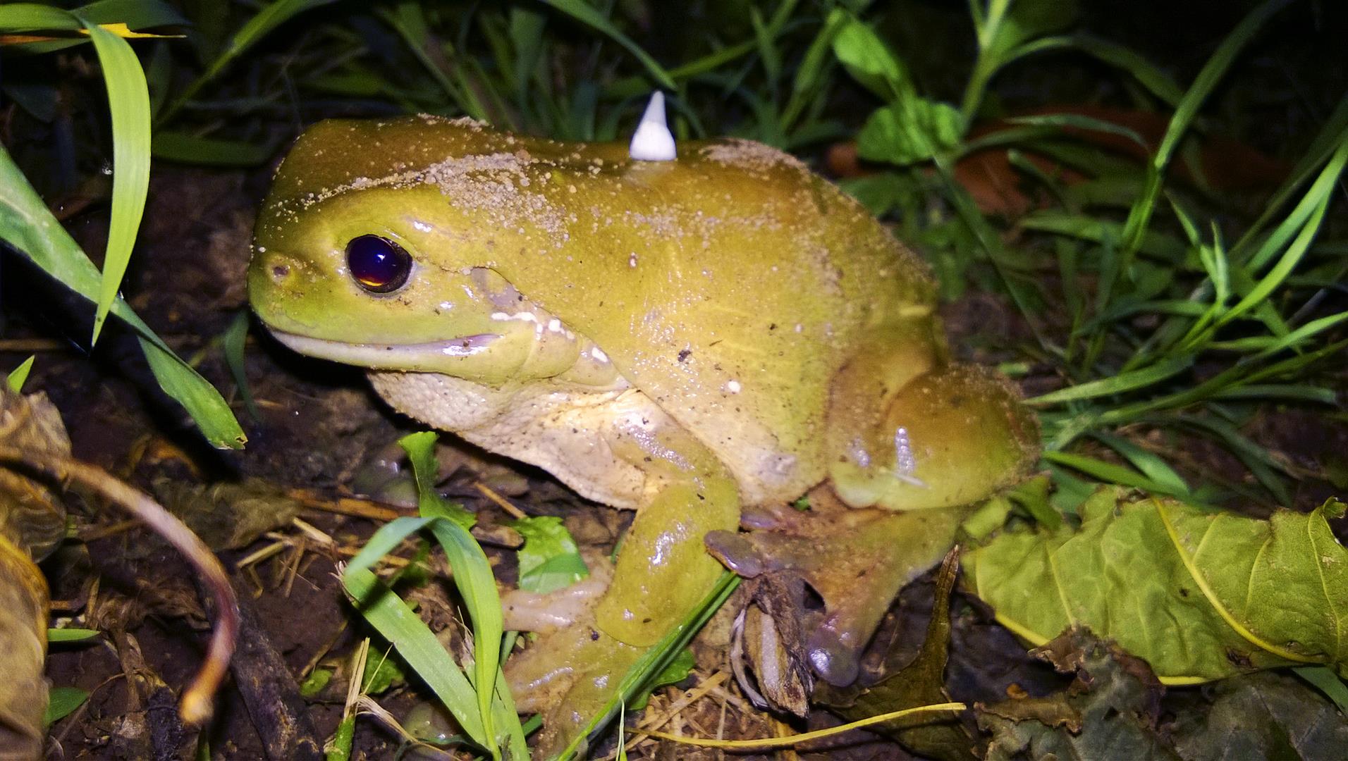 Green Tree Frog, backyard, Toowoomba.