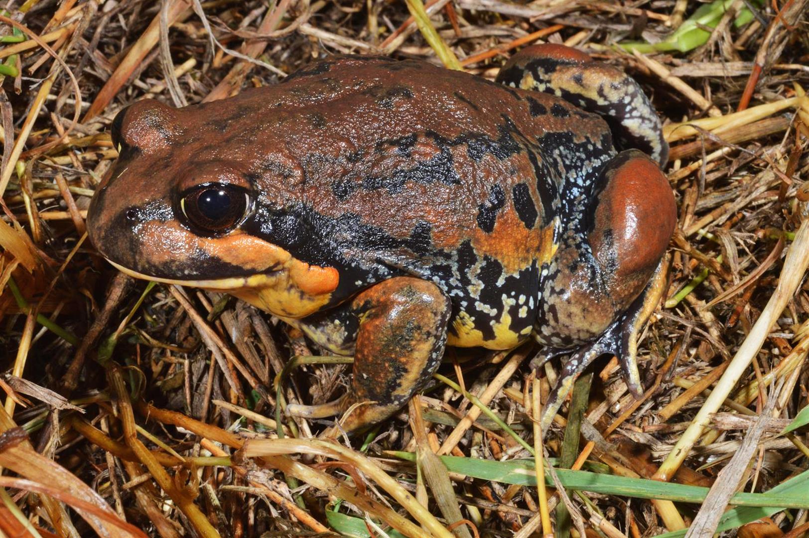 Giant Banjo Frog (Limnodynastes interioris), Lake Cowal, New South Wales.  Photograph courtesy and copyright Mike Swan.