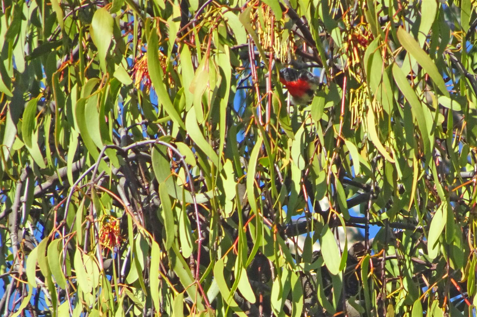 Lurking in the protective cover of mistletoe — the tiny Mistletoe Bird. Photo by Richard Jeremy.
