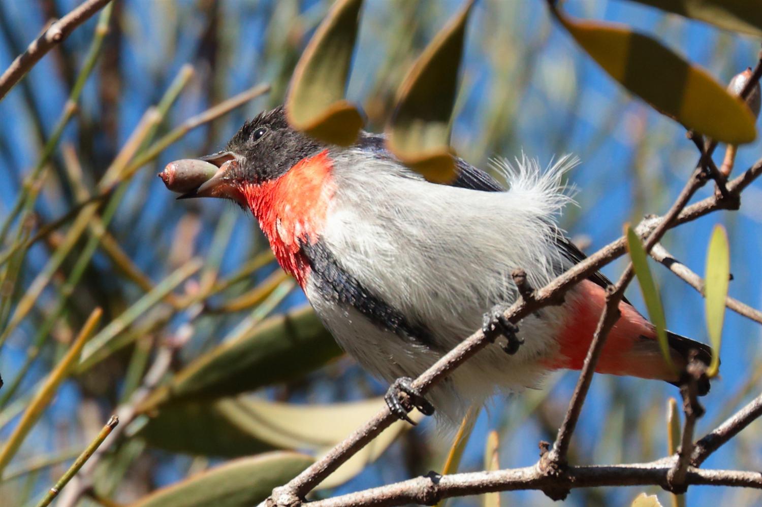 A Mistletoe Bird swallowing a Mistletoe fruit. Boondall Wetlands, Brisbane. Photo Mike Peisley.