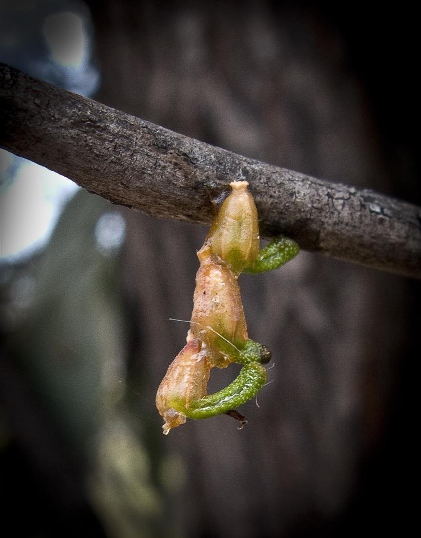 Germinating mistletoe seeds, Waaje State Forest. Photo R. Ashdown.