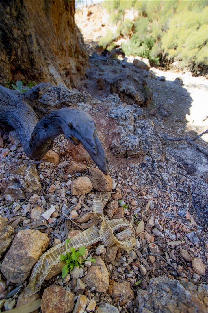 Mulga Snake Skin, western Queensland. Photo R. Ashdown.