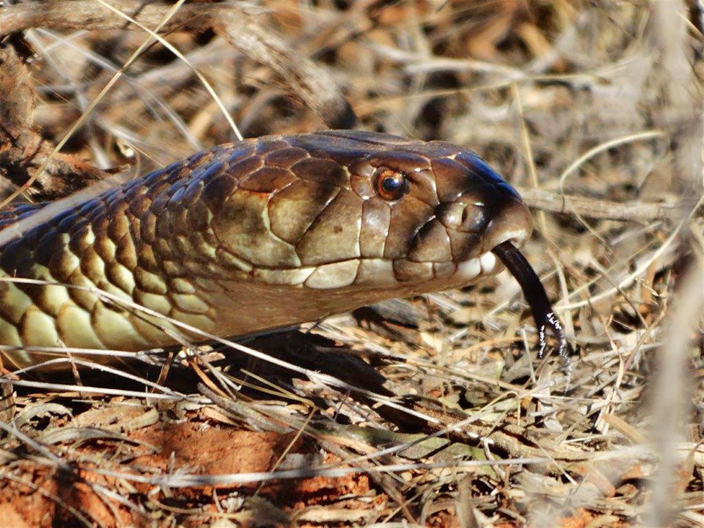 Mulga Snake (Pseudechis australis). All photos by Lindsay Muller.