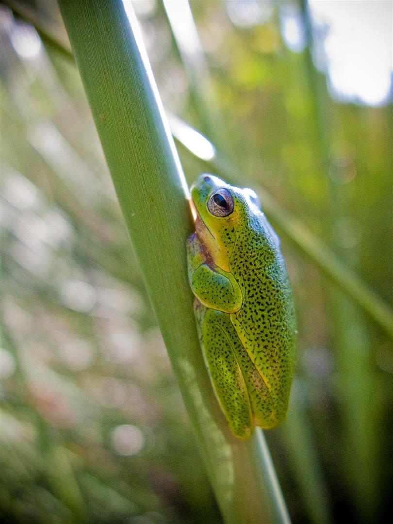  Cooloola Sedge Frog (<i>Litoria cooloolensis</i>)