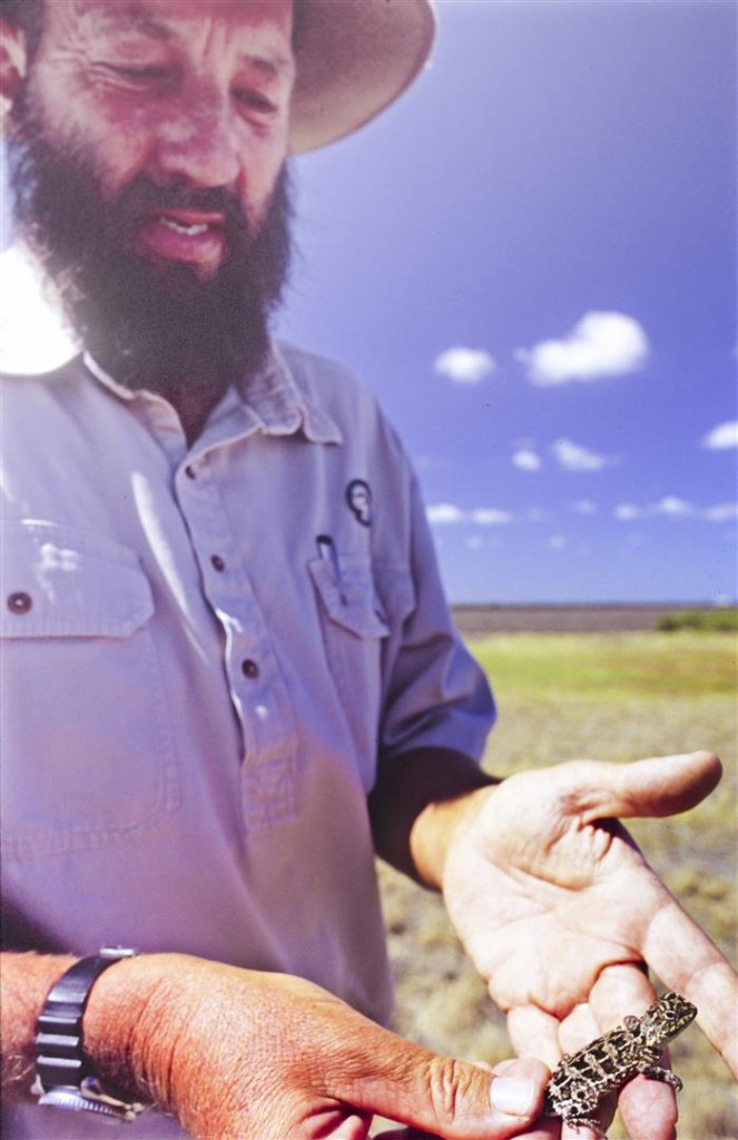 An adult Condamine Earless Dragon caught on Kunari by Rod Hobson, a Queensland Parks and Wildlife Service (QPWS) ranger. 