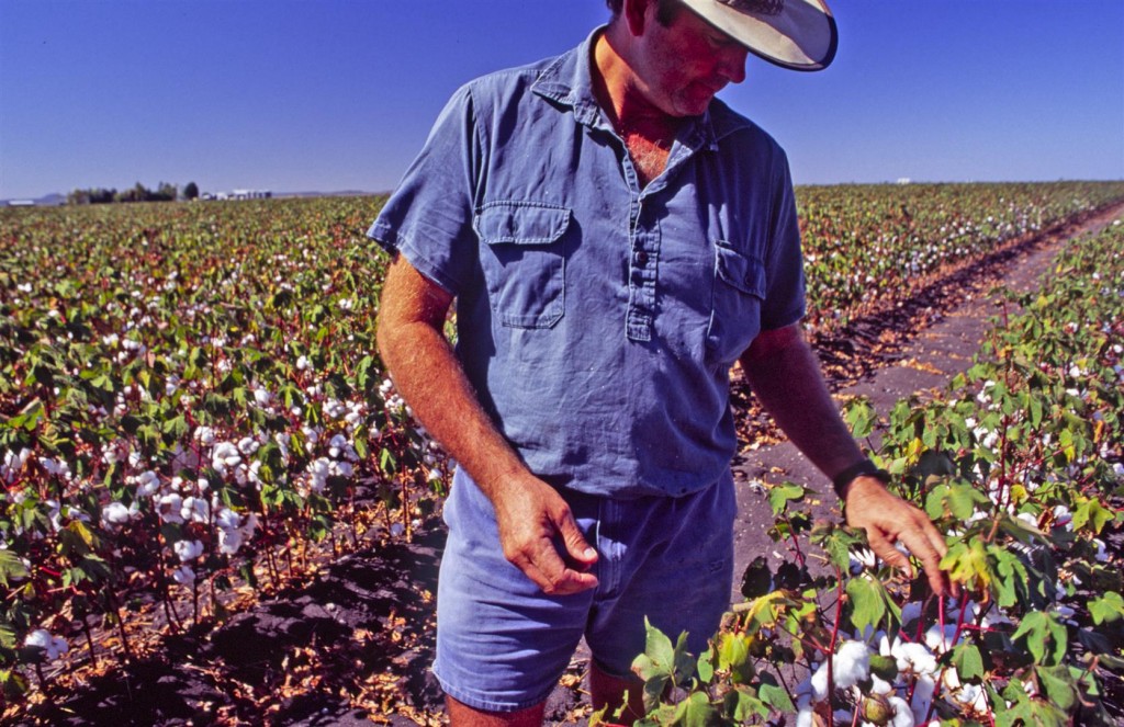 Dennis Wooldridge stands in a crop of cotton on his property Kunari at Bongeen on the Darling Downs. 