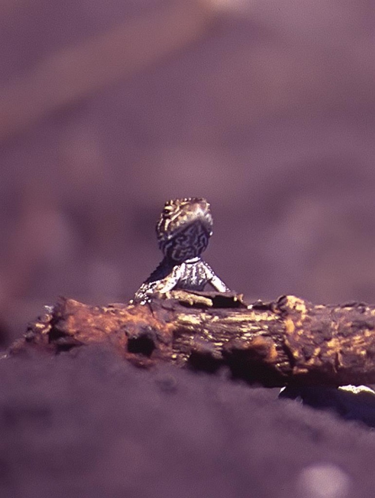 Kunari, Darling Downs, 2006. Photo R. Ashdown.