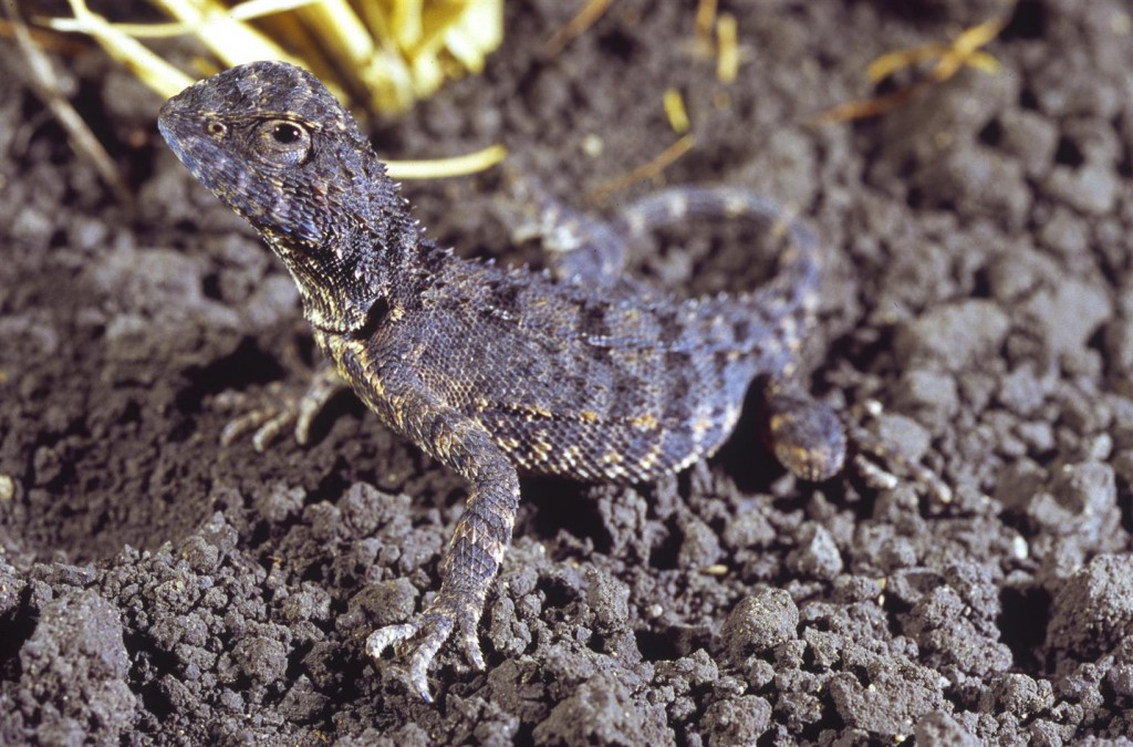  Small, but full of character. A Condamine Earless Dragon photographed at Kunari. Photo R. Ashdown.