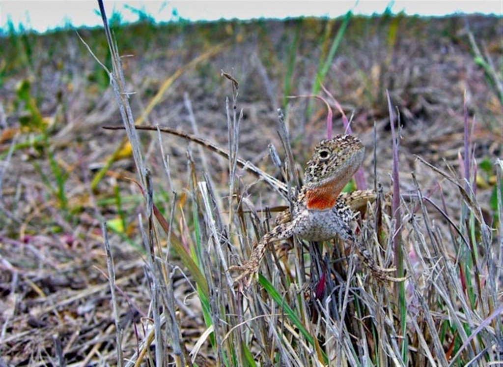  Condamine Earless Dragons can at times be seen perched on grass as they survey their surroundings. Photo R. Ashdown.