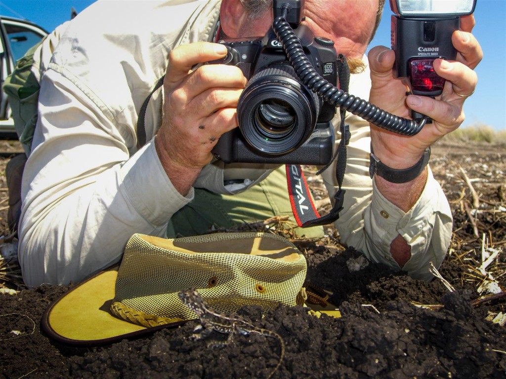 Steve Wilson gets up close to a Condamine Earless Dragon at Kunari, Darling Downs, 2006.