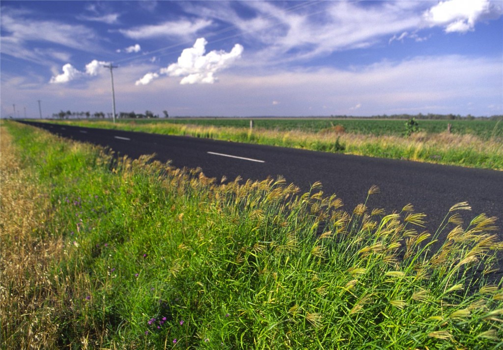  Roadside verges have become critical habitat for Condamine Earless Dragons. 