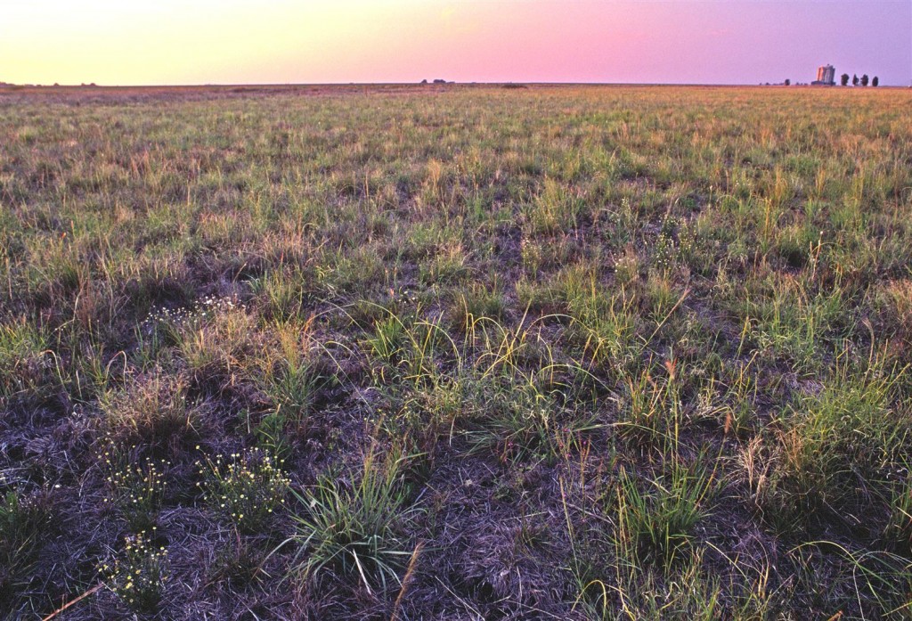  A small road-side patch of original grassland, near Jimbour on the Darling Downs.