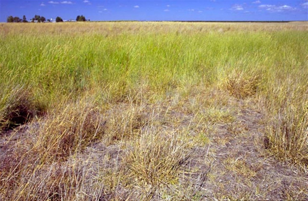  Grassland on Bongeen, Darling Downs, 2005. Typical dragon habitat. Photo by R. Ashdown.