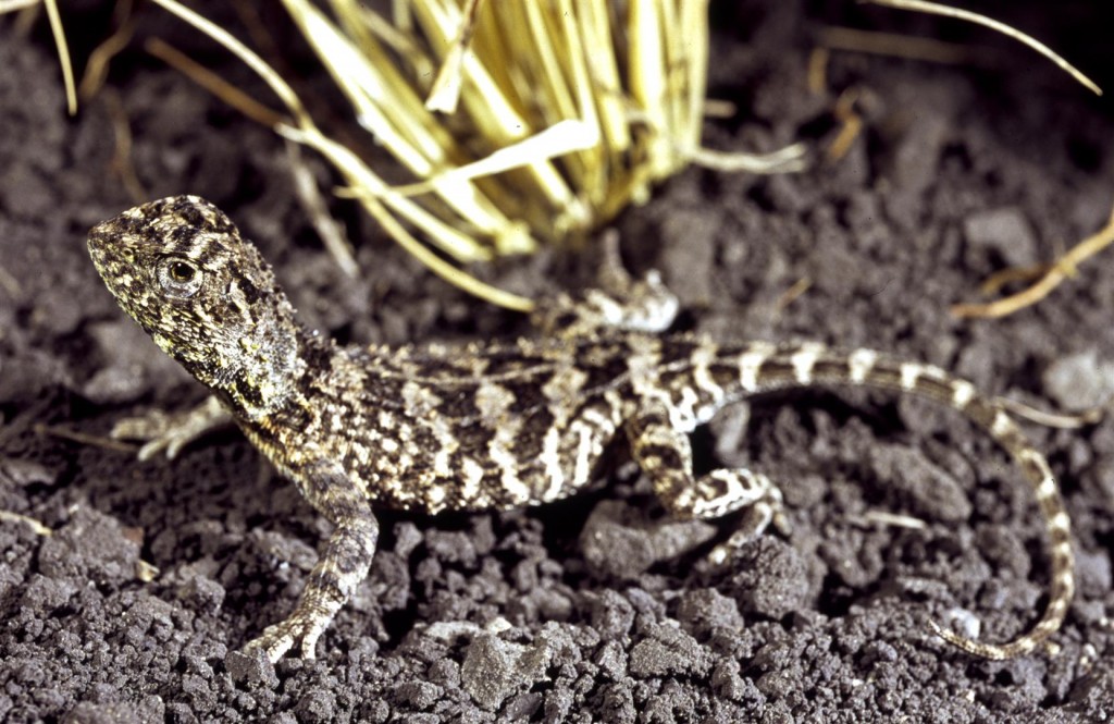 The newly-named Condamine Earless Dragon (Tympanocryptis condaminensis).