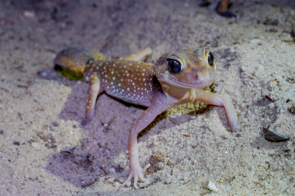  Thick-tailed Gecko.