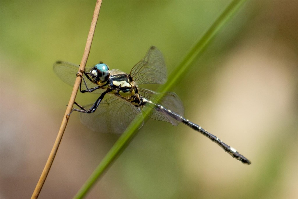  Carnarvon Tigertail.