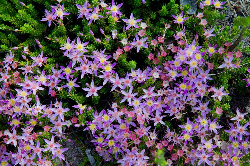 Calytrix in flower.