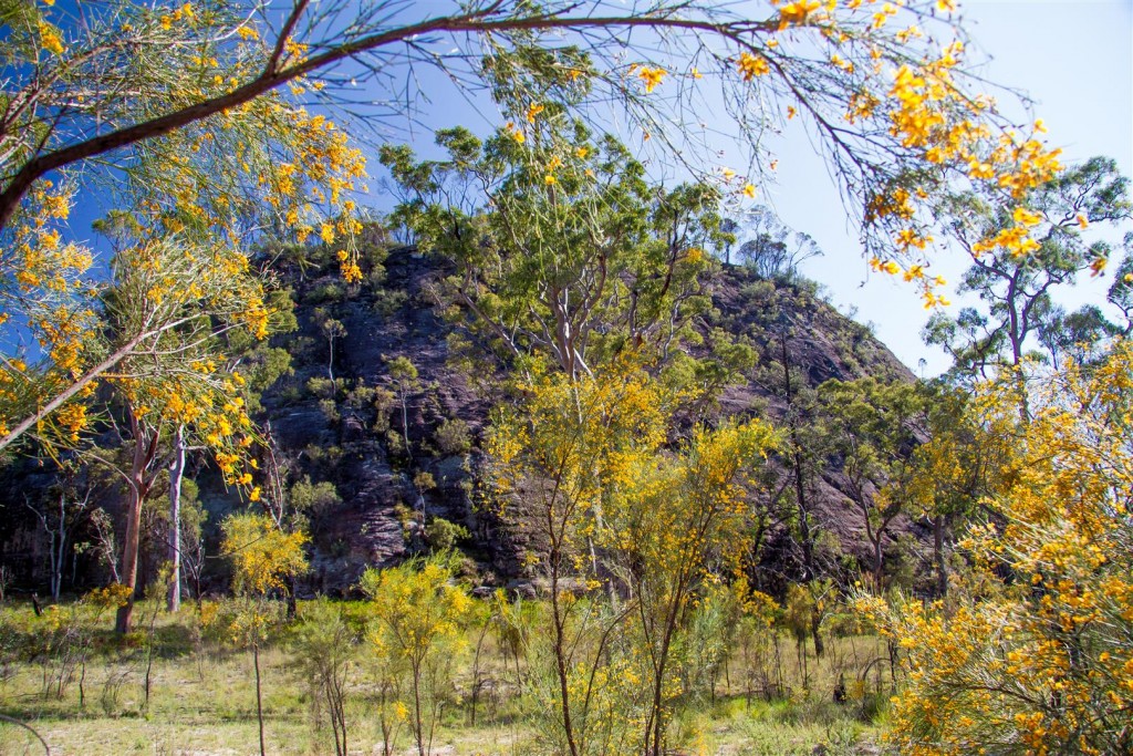 Jacksonia in flower near The Tombs.