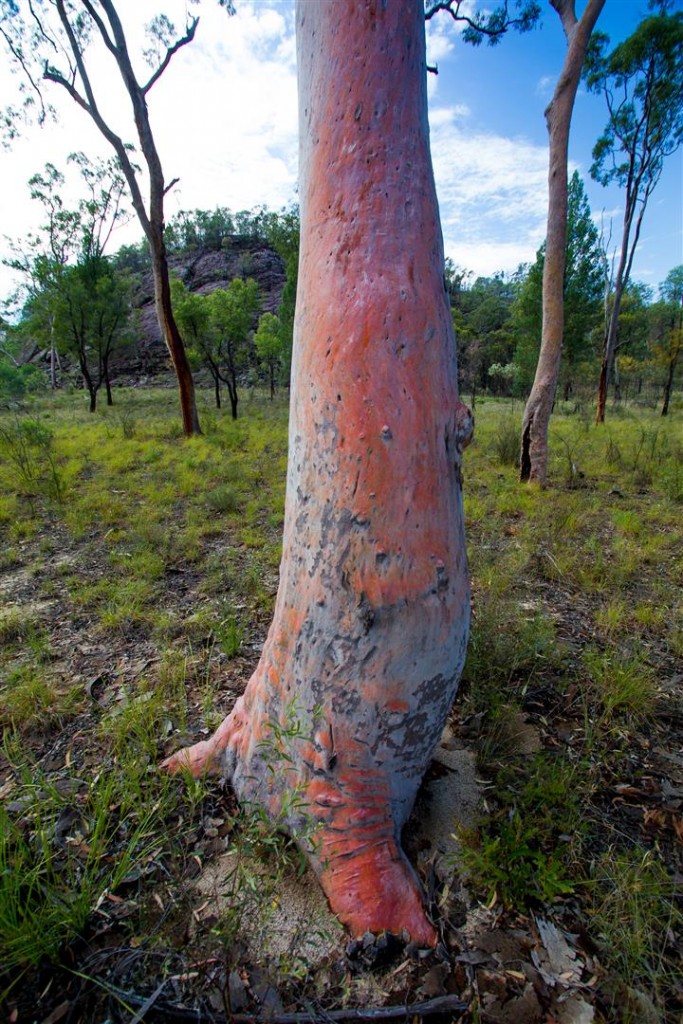  Angophora bark shines after rain.