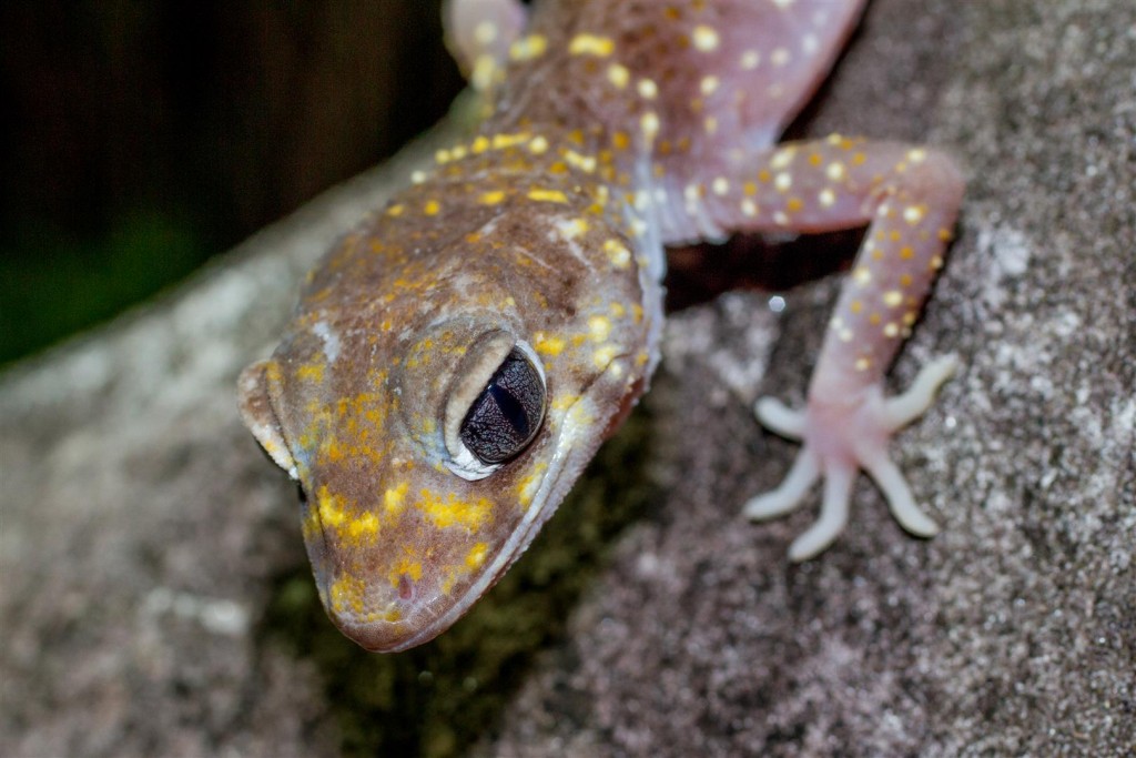  Thick-tailed Gecko.