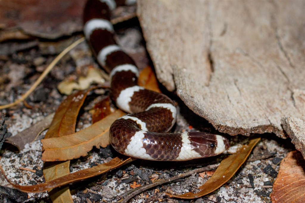  A Bandy Bandy emerges from the sand during a warm night.