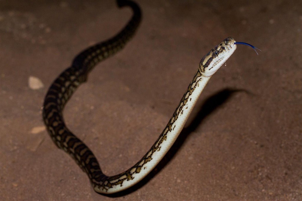 A Carpet Python emerges from its sandstone retreat in search of food on a hot summer night.