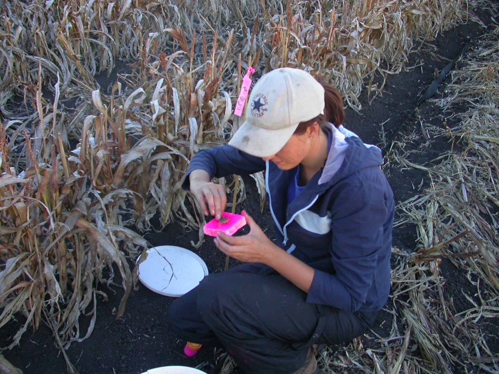  Carly Starr, a student from University of Queensland (Gatton Campus) applies fluorescent powder to track an earless dragon during her Masters project on the species. 