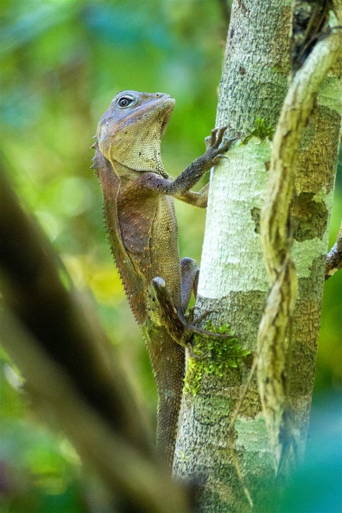 Southern Angle-headed Dragon, Main Range National Park.