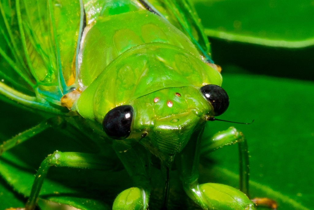 Bottle Cicada. Cicadas have two obvious, large, compound eyes, and three ocelli. Ocelli are three jewel-like eyes situated between the two main, compound eyes. It is thought that ocelli are used to detect levels of light and darkness. 