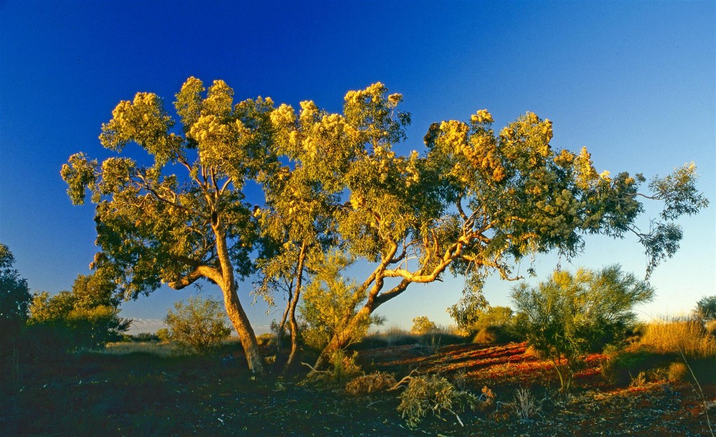 Flowering bloodwood, Gnallan-a-gea Creek.