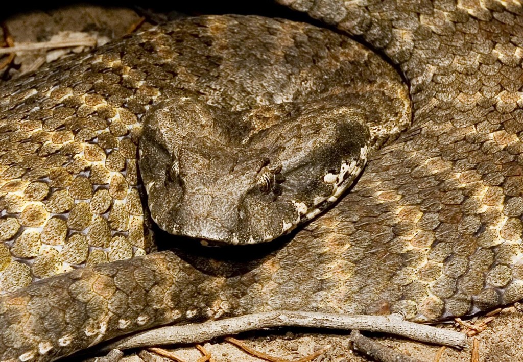 Common Death Adder, Acanthophis antarcticus, Bruce Thomson.