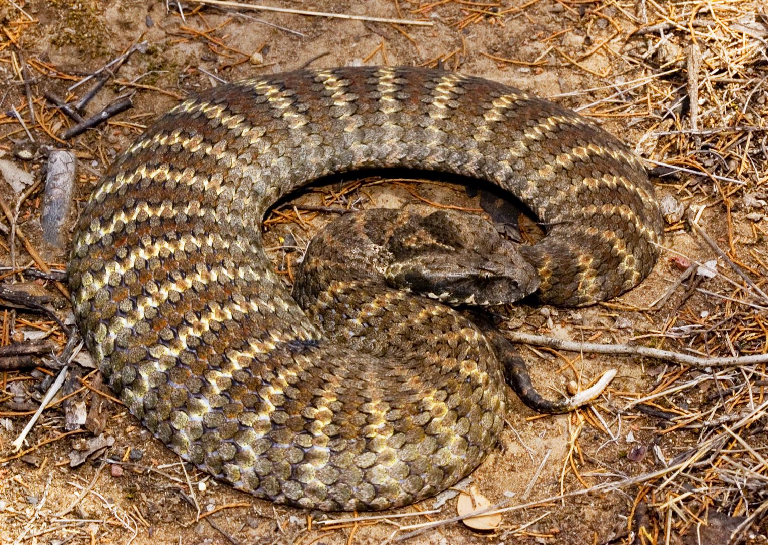 adders