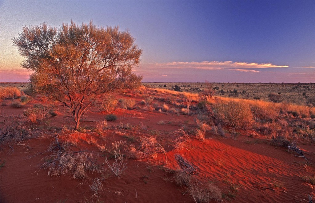 Looking west across the Simpson Desert as the light fades.