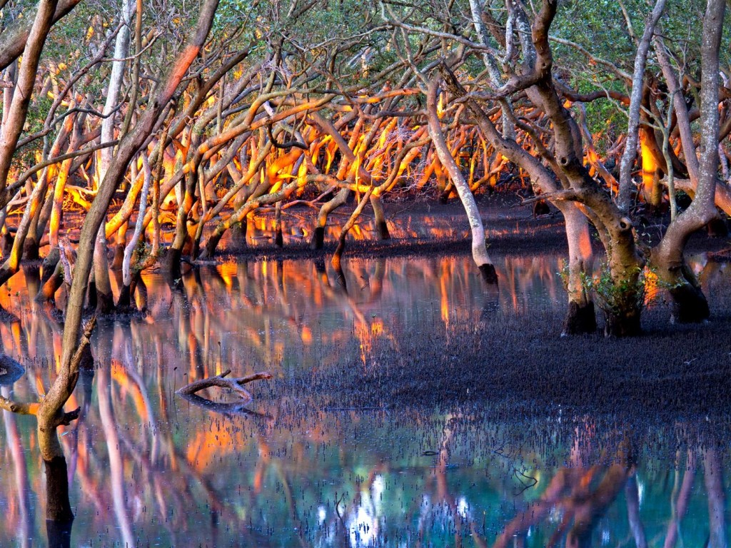 Mangroves at dawn, Wynnum North boardwalk