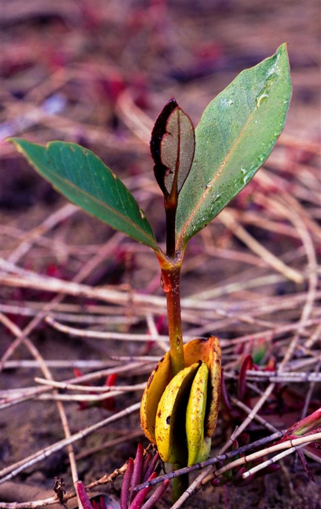 A grey mangrove seedling. Nearly 70 per cent of the prawns, crabs and fish we eat depend on the mangrove habitat for at least part of their lifecycle.