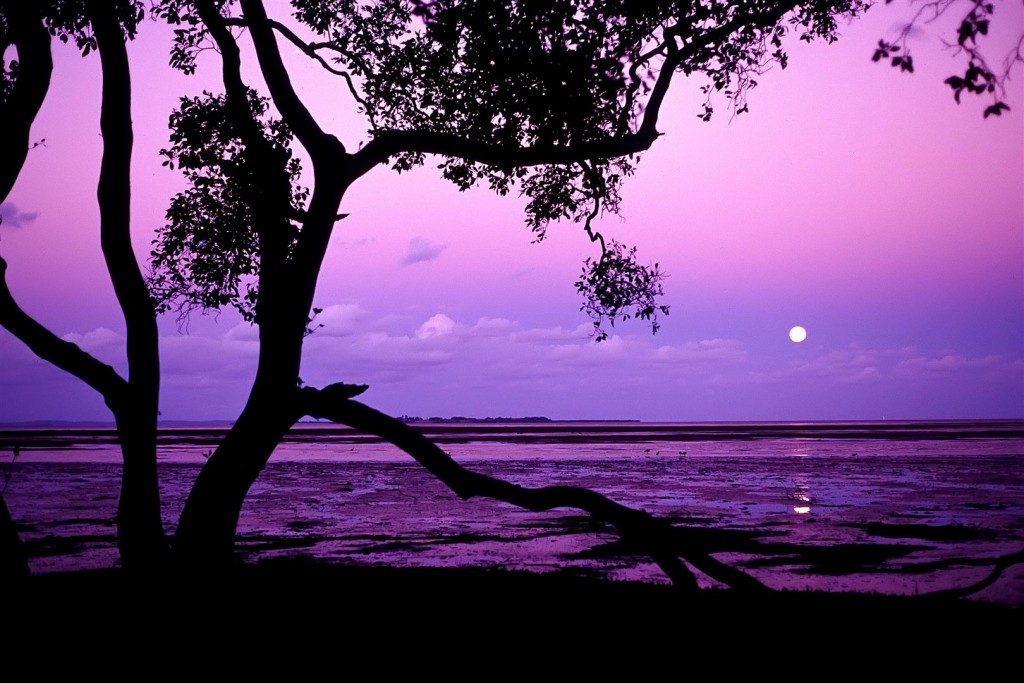 A full moon rising over St Helena Island is framed by a grey mangrove.