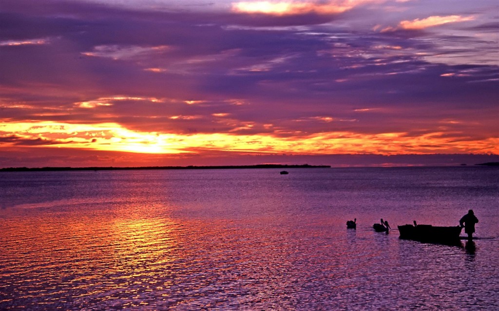 Man, boat and pelicans, dawn, Wynnum.